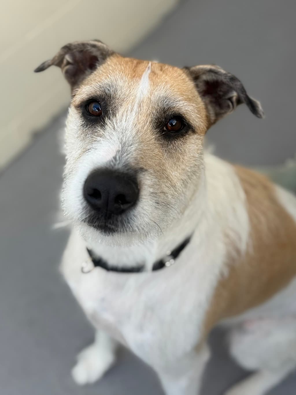 Tatiana - Deer Hound available for adoption at Dogs' Refuge Home in Perth