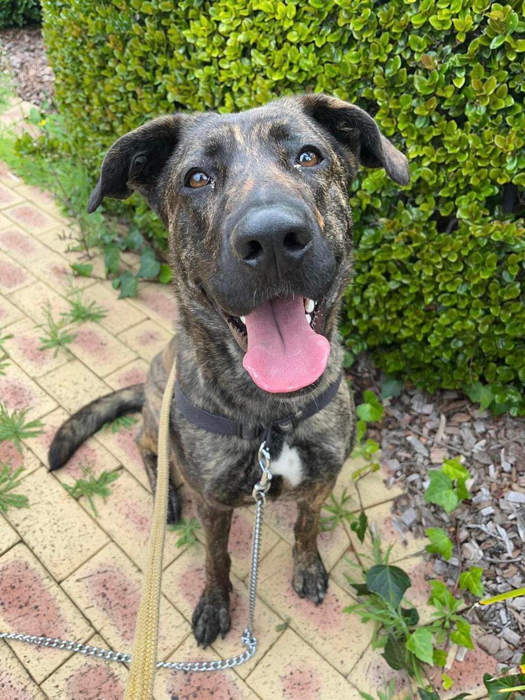 Truffle - Mastiff available for adoption at Dogs' Refuge Home in Perth