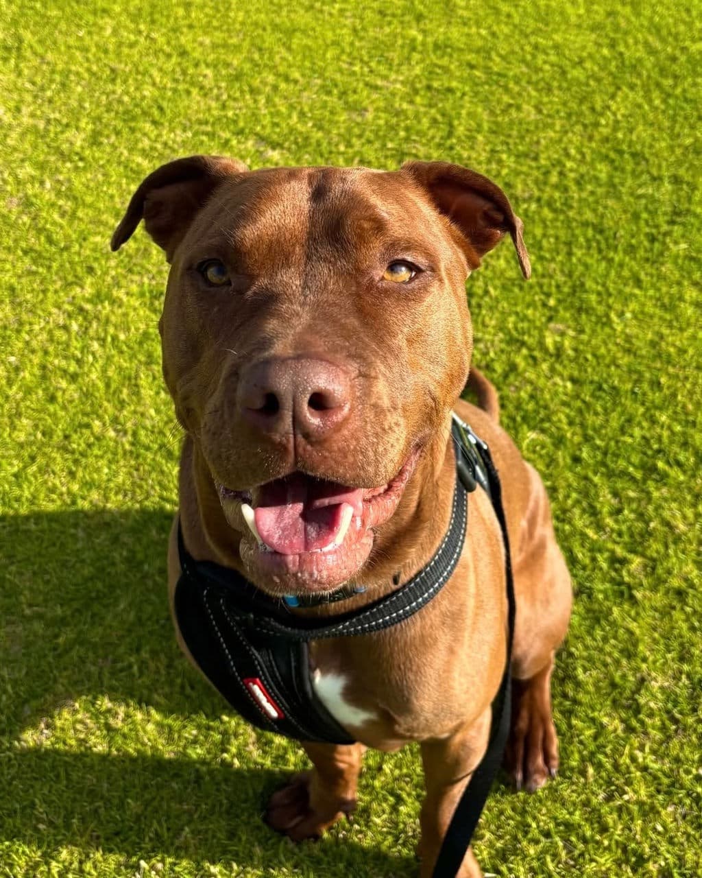 Dexter - Staffy available for adoption at Dogs' Refuge Home in Perth