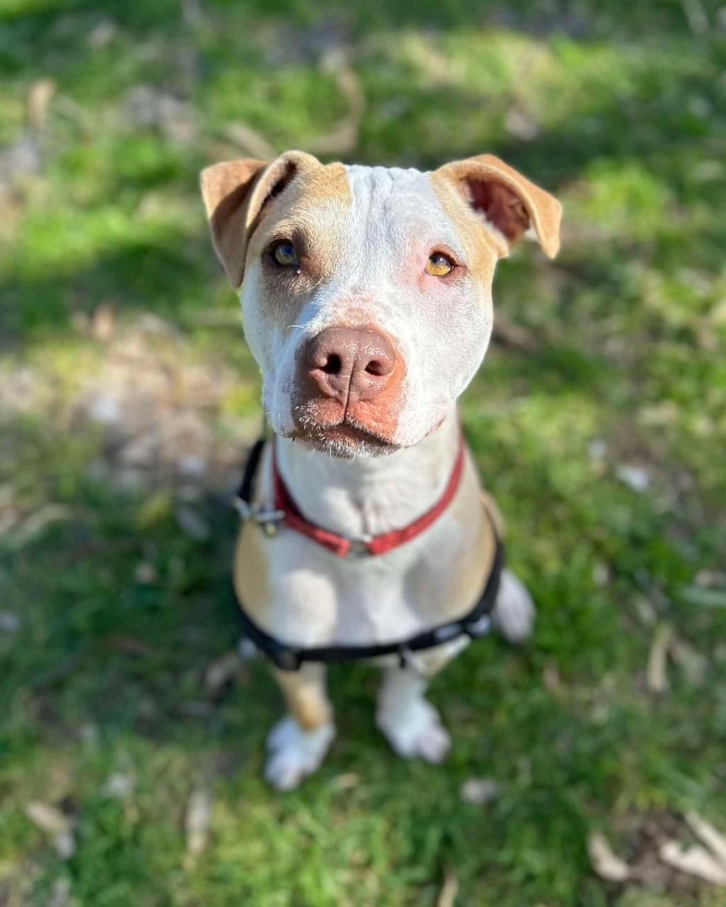 Dovah - American Bulldog available for adoption at Dogs' Refuge Home in Perth