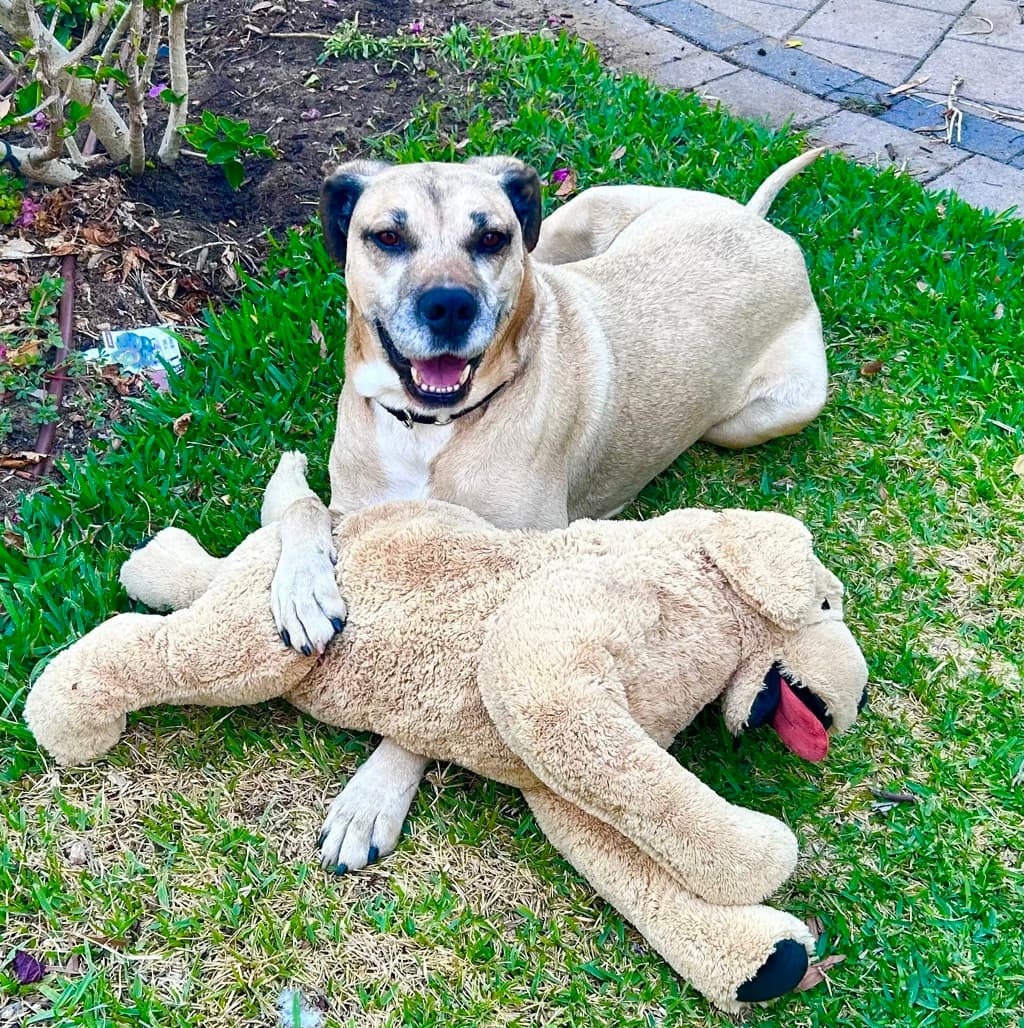 Sollie - Mastiff available for adoption at Dogs' Refuge Home in Perth