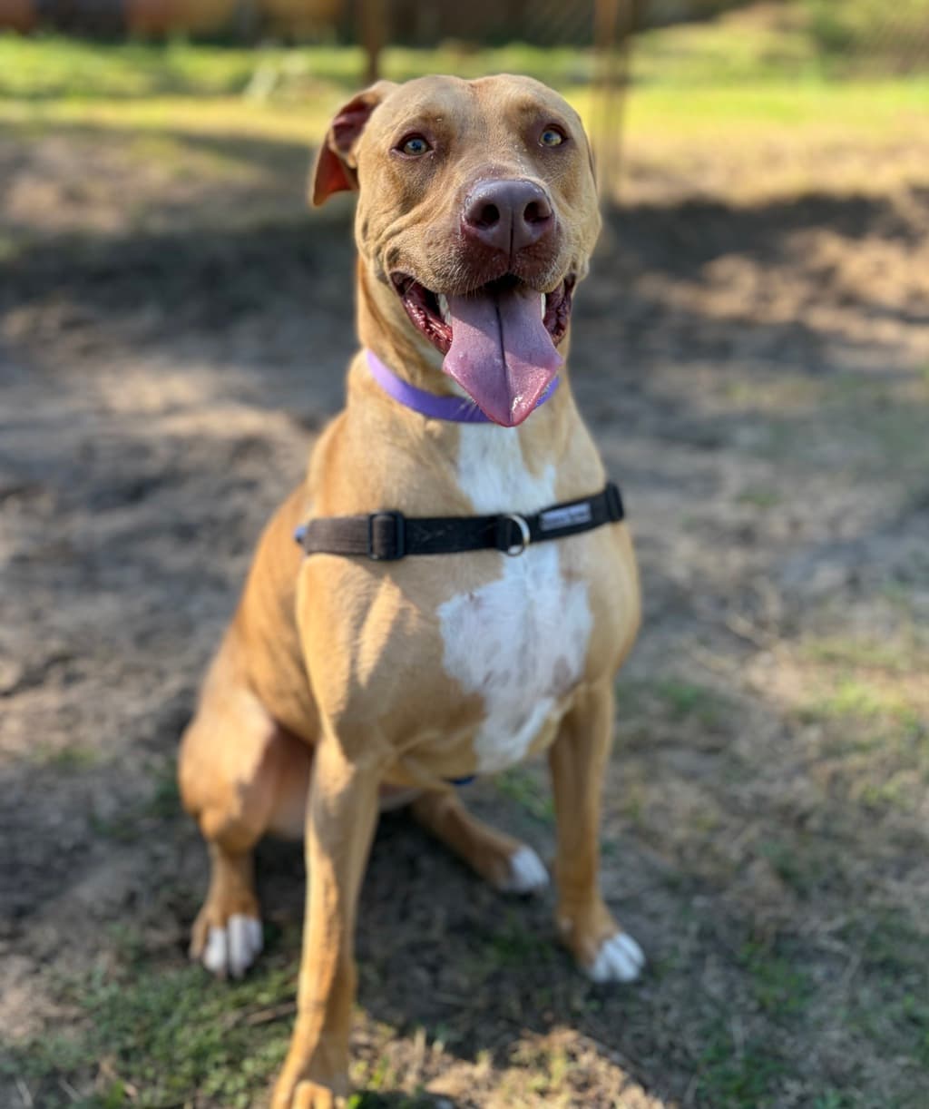 Harper - Medium Mixed Breed available for adoption at Dogs' Refuge Home in Perth