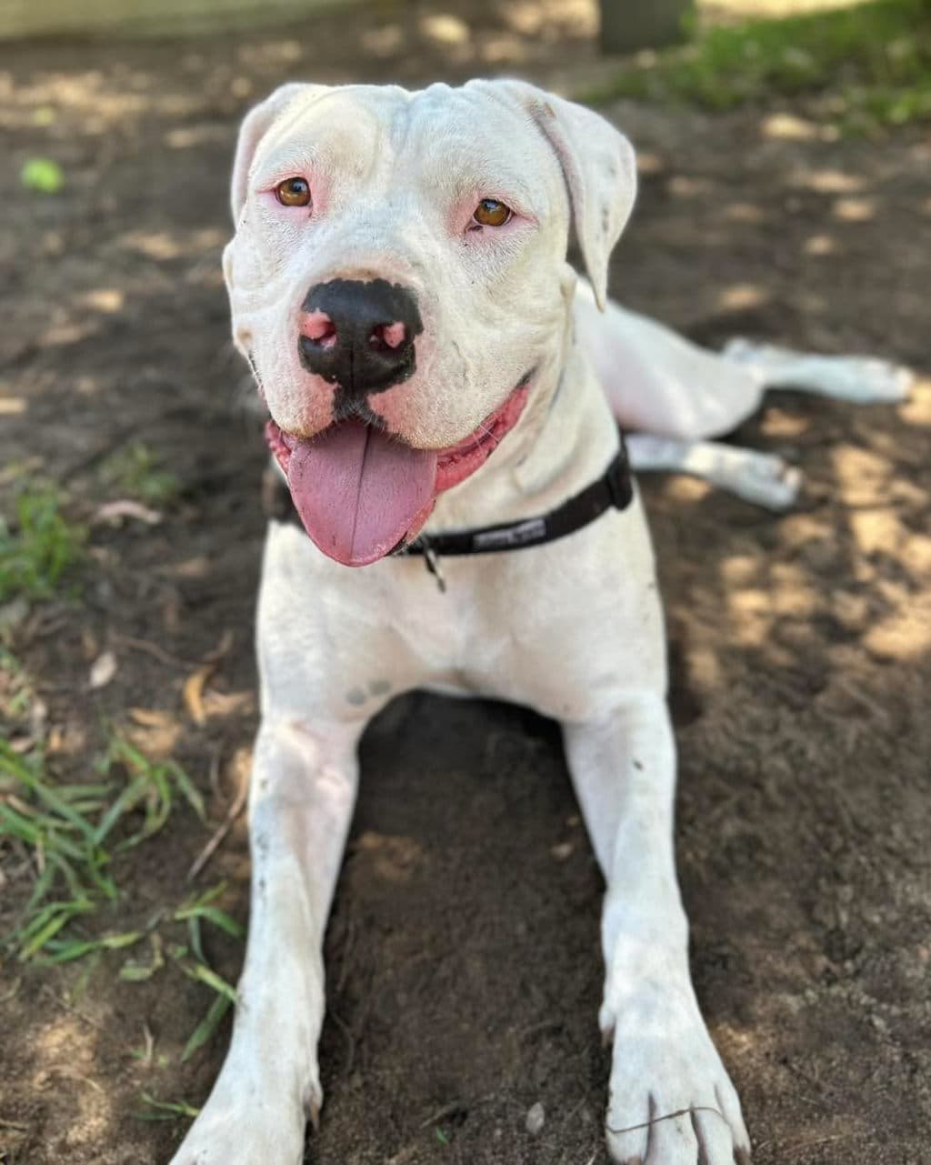King - Large Mixed Breed available for adoption at Dogs' Refuge Home in Perth