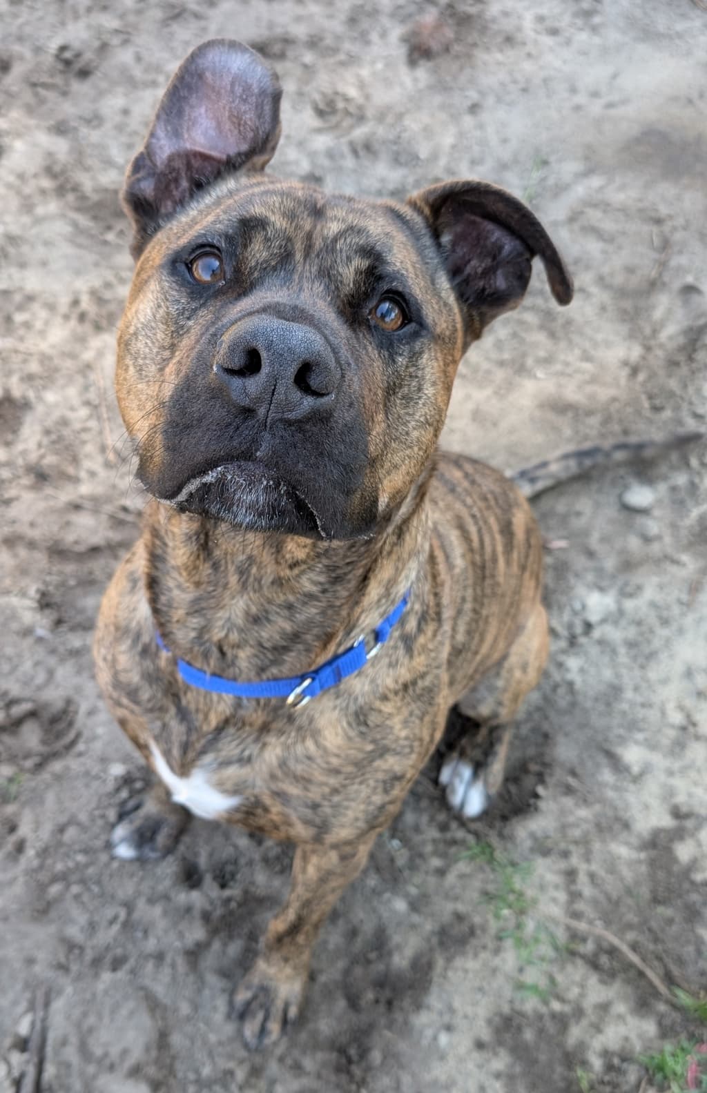 Mackie B - Rhodesian Ridgeback available for adoption at Dogs' Refuge Home in Perth