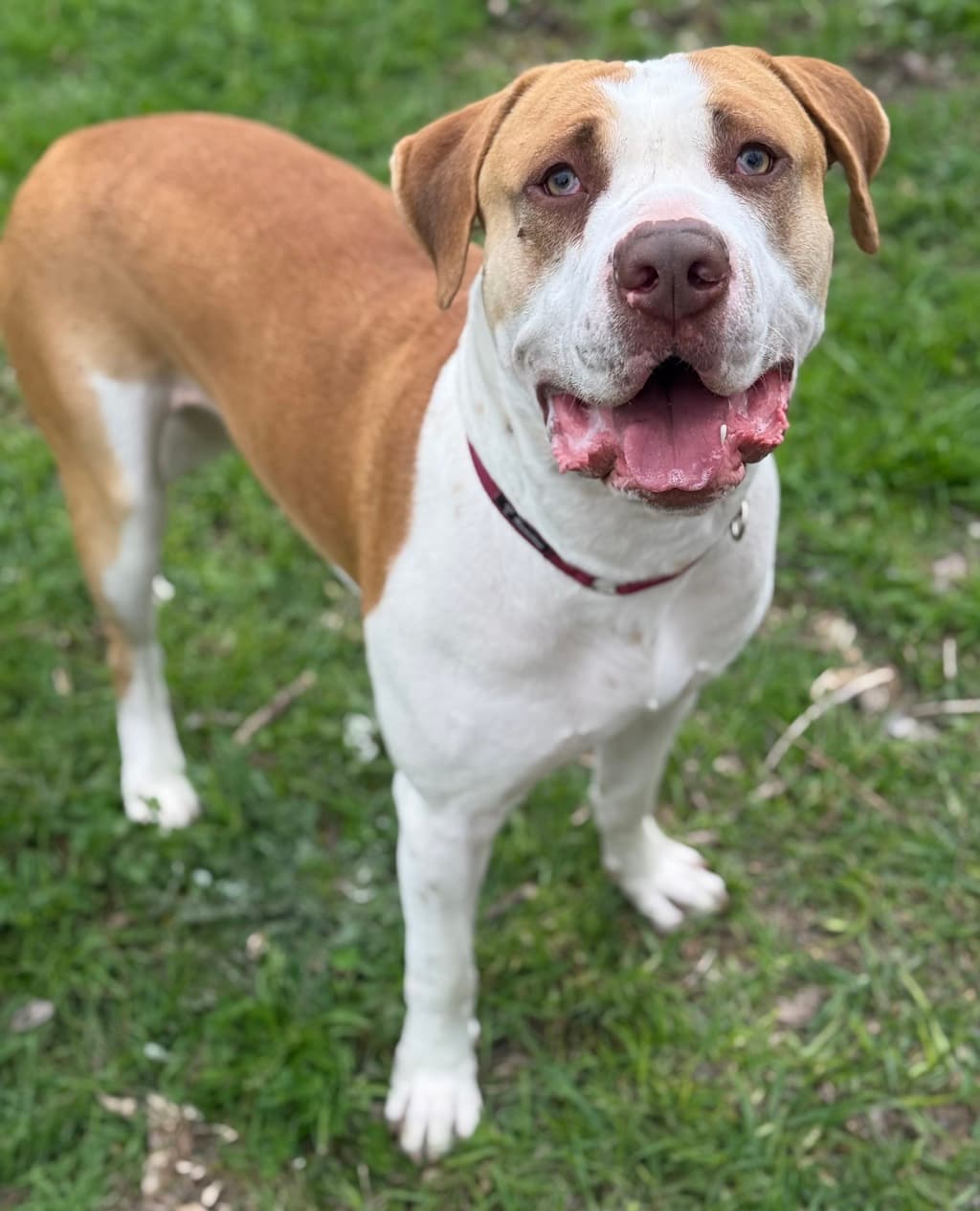 Breezy - Large Mixed Breed available for adoption at Dogs' Refuge Home in Perth