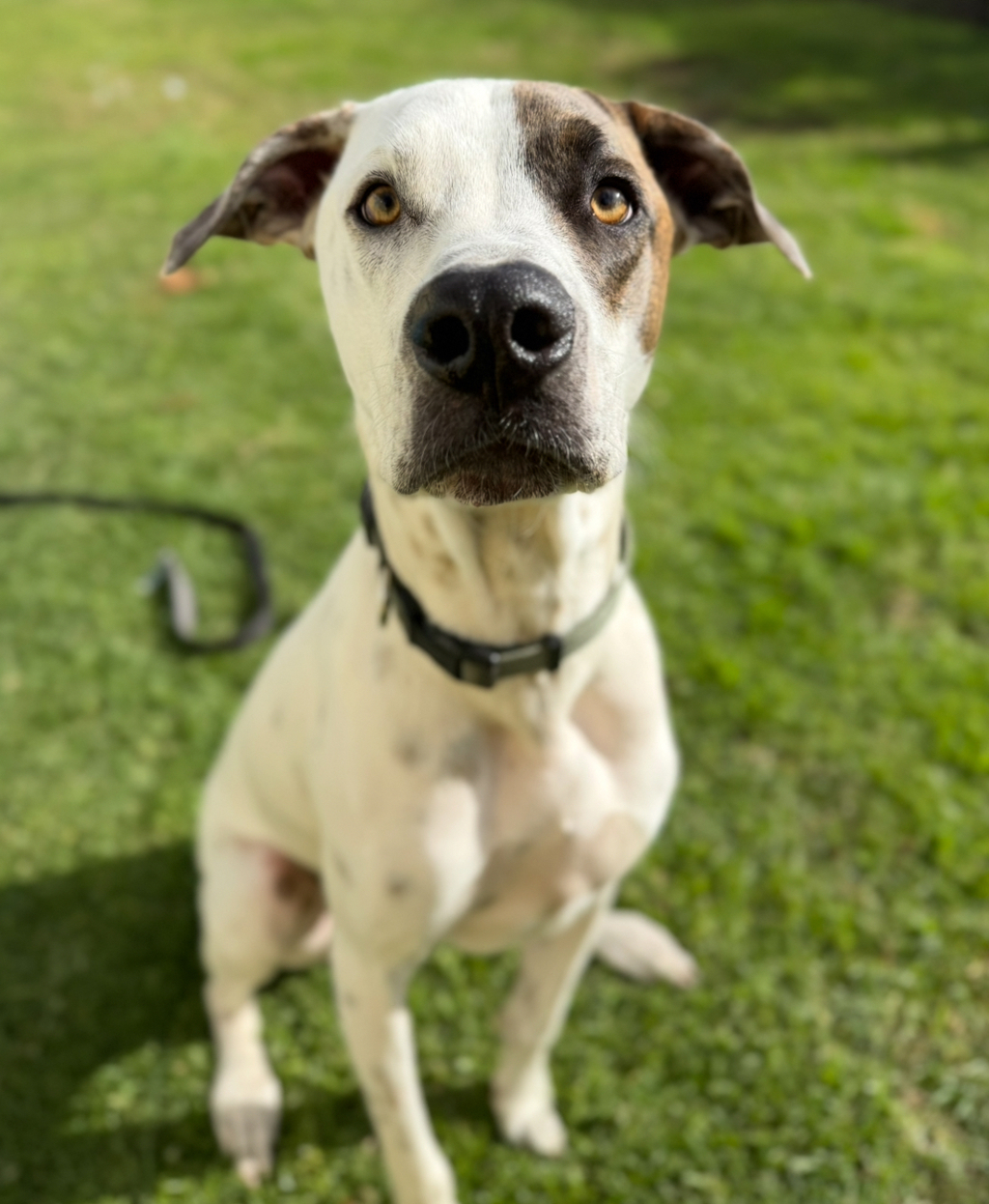 Rafferty - Irish Wolfhound available for adoption at Dogs' Refuge Home in Perth