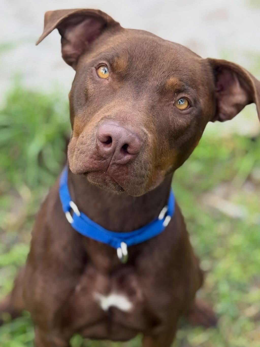 Stanley - Staffordshire Bull Terrier available for adoption at Dogs' Refuge Home in Perth