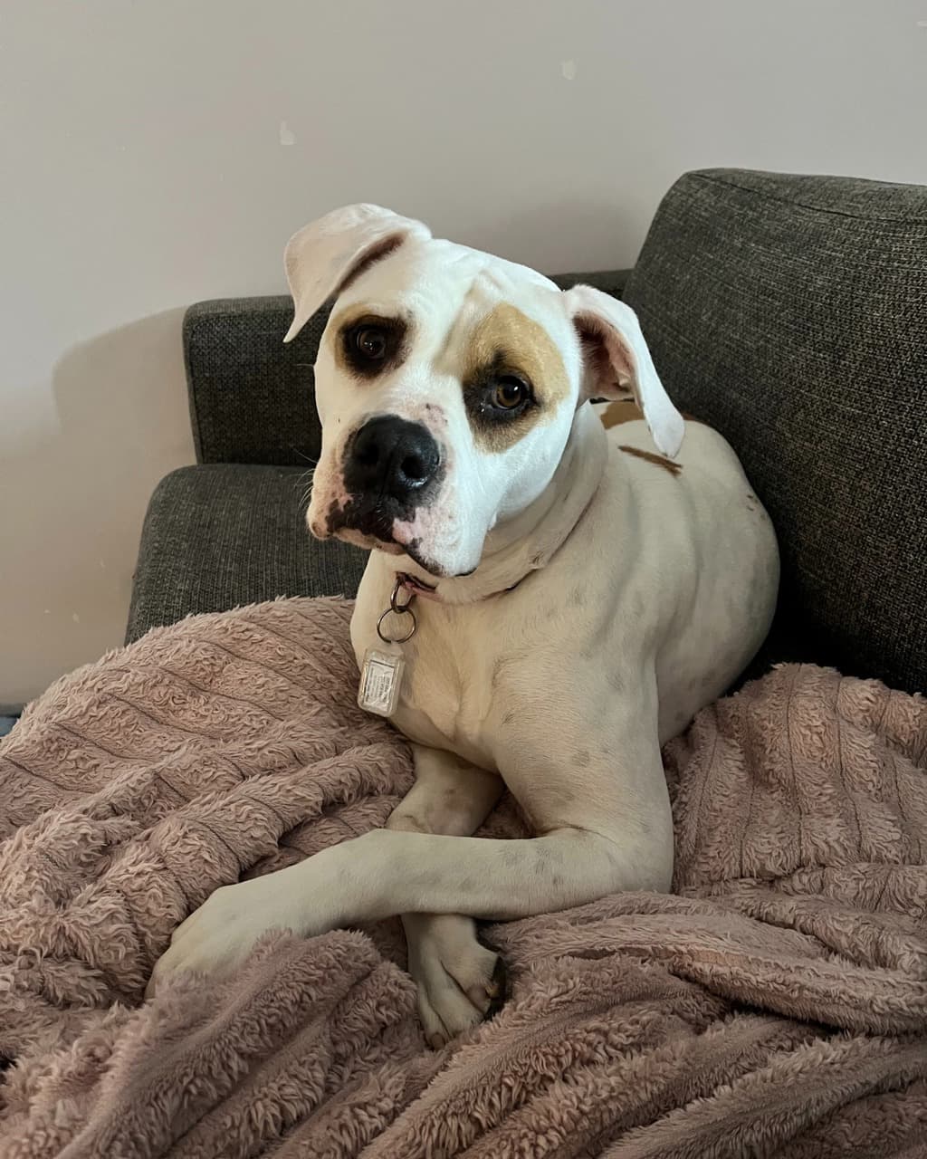 Yasmin - American Bulldog available for adoption at Dogs' Refuge Home in Perth