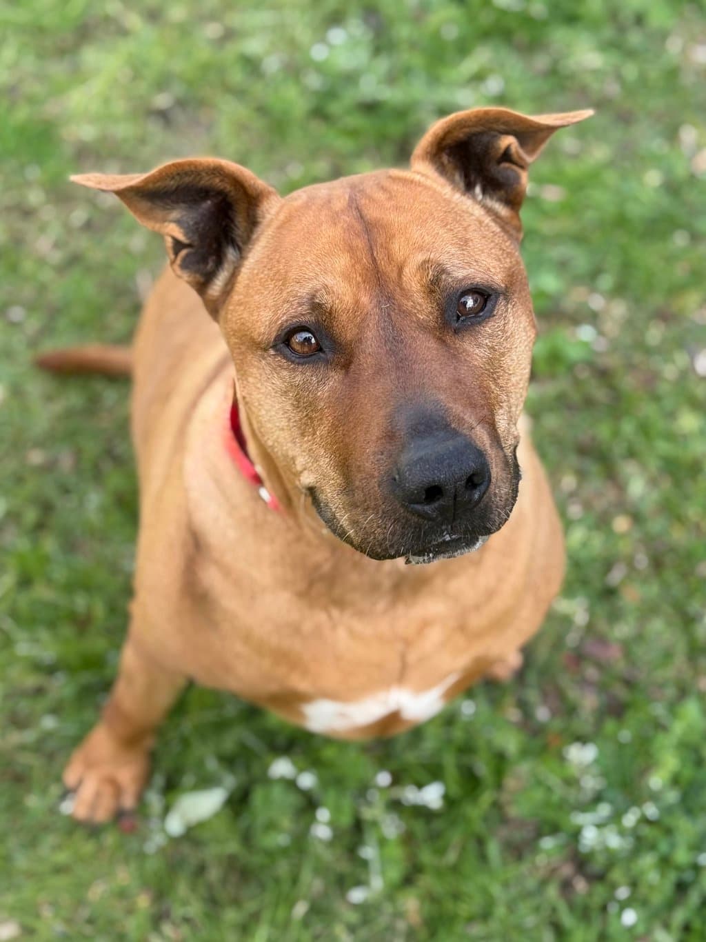 Penzy - Staffy available for adoption at Dogs' Refuge Home in Perth