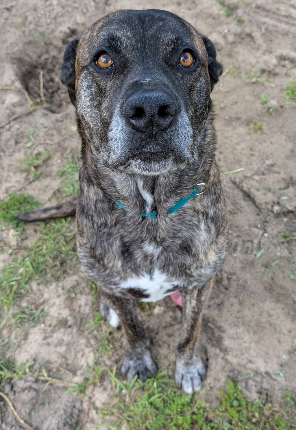 Orion - Mastiff available for adoption at Dogs' Refuge Home in Perth