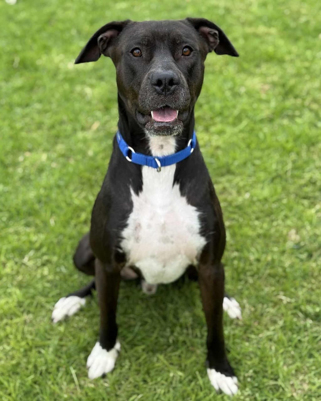 Reef - Bull Arab available for adoption at Dogs' Refuge Home in Perth