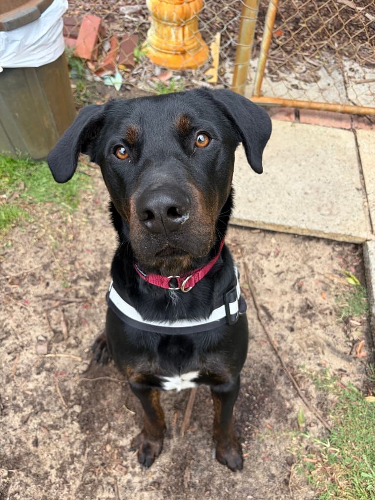 Kahu - Rottweiler available for adoption at Dogs' Refuge Home in Perth