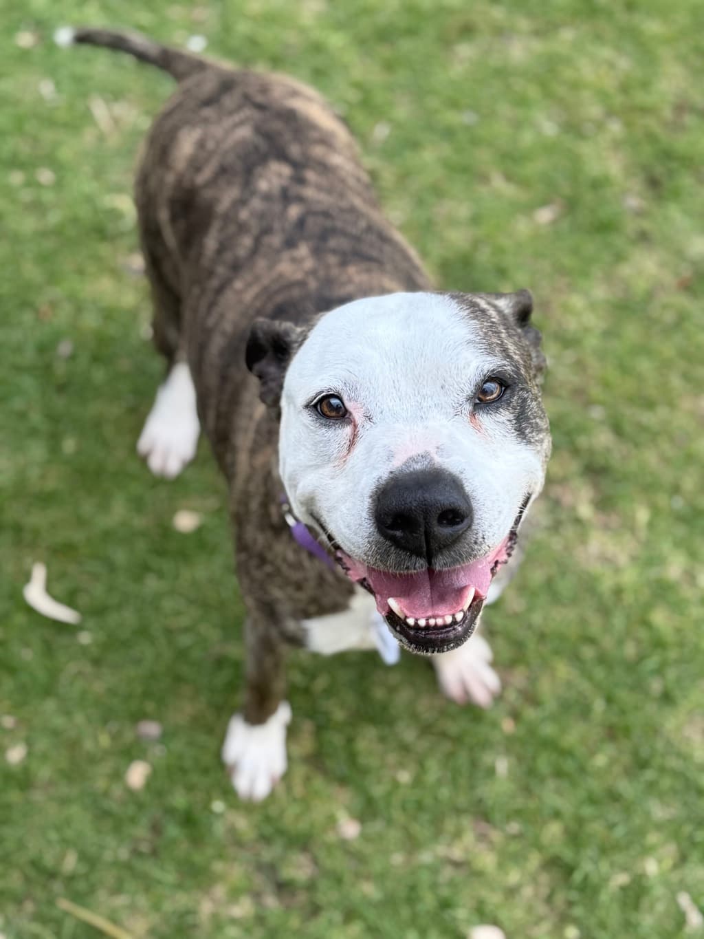 Boston - Bull Arab available for adoption at Dogs' Refuge Home in Perth