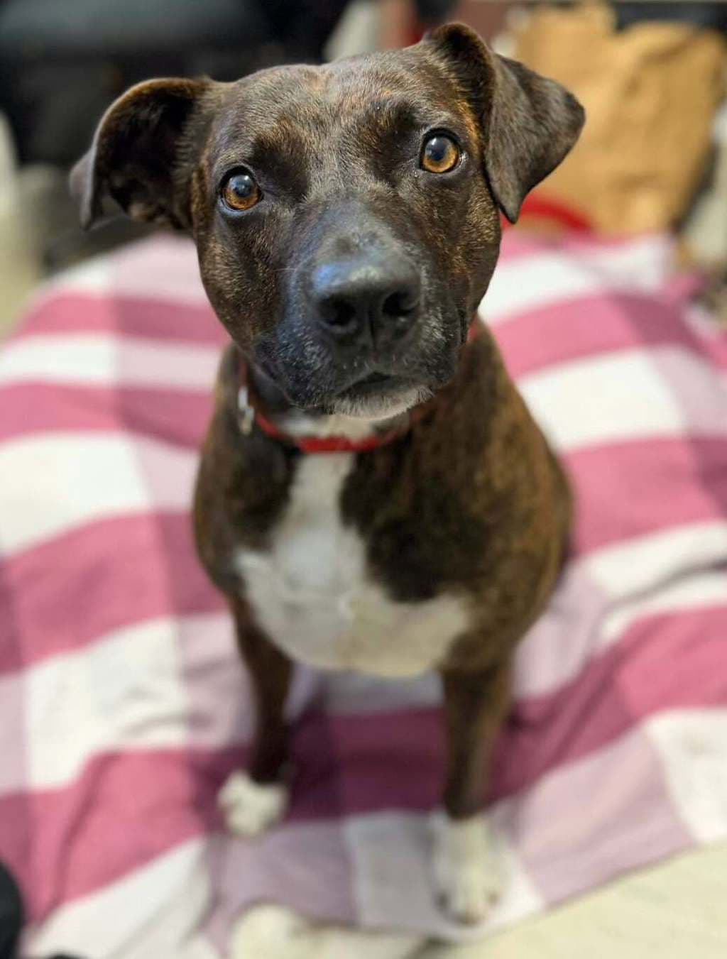 Trixie - Staffordshire Bull Terrier available for adoption at Dogs' Refuge Home in Perth