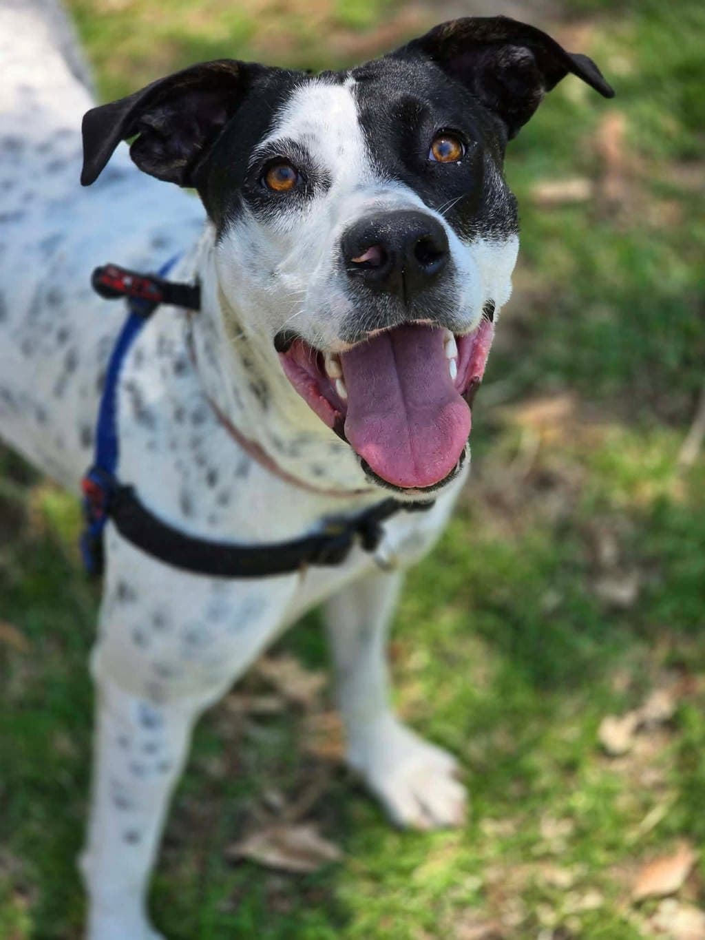 Lilliana - Bull Arab available for adoption at Dogs' Refuge Home in Perth
