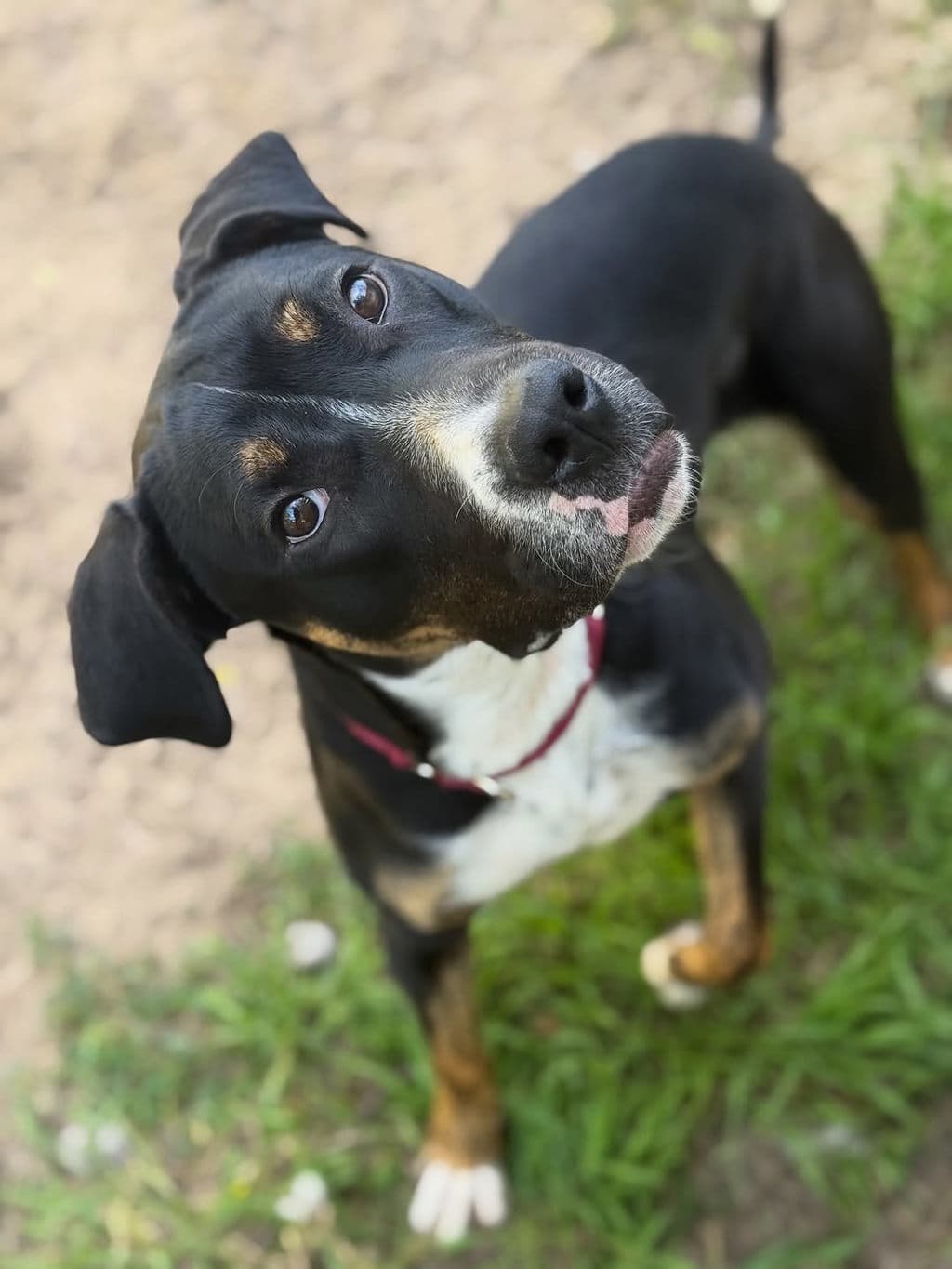 Simba - Medium Mixed Breed available for adoption at Dogs' Refuge Home in Perth