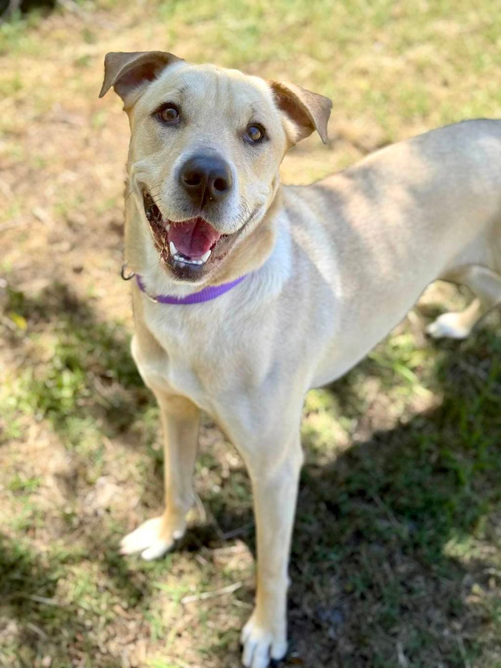 Scarlet - Shar Pei available for adoption at Dogs' Refuge Home in Perth