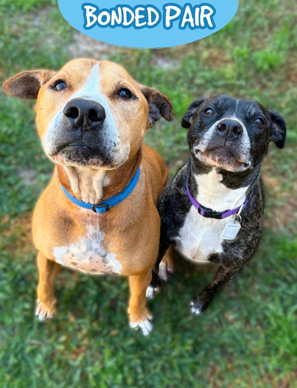 Oscar - American Staffordshire Bull Terrier available for adoption at Dogs' Refuge Home in Perth