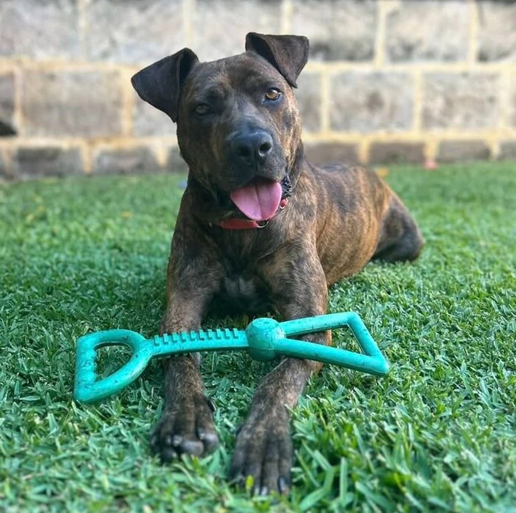 Bully - American Staffordshire Bull Terrier available for adoption at Dogs' Refuge Home in Perth