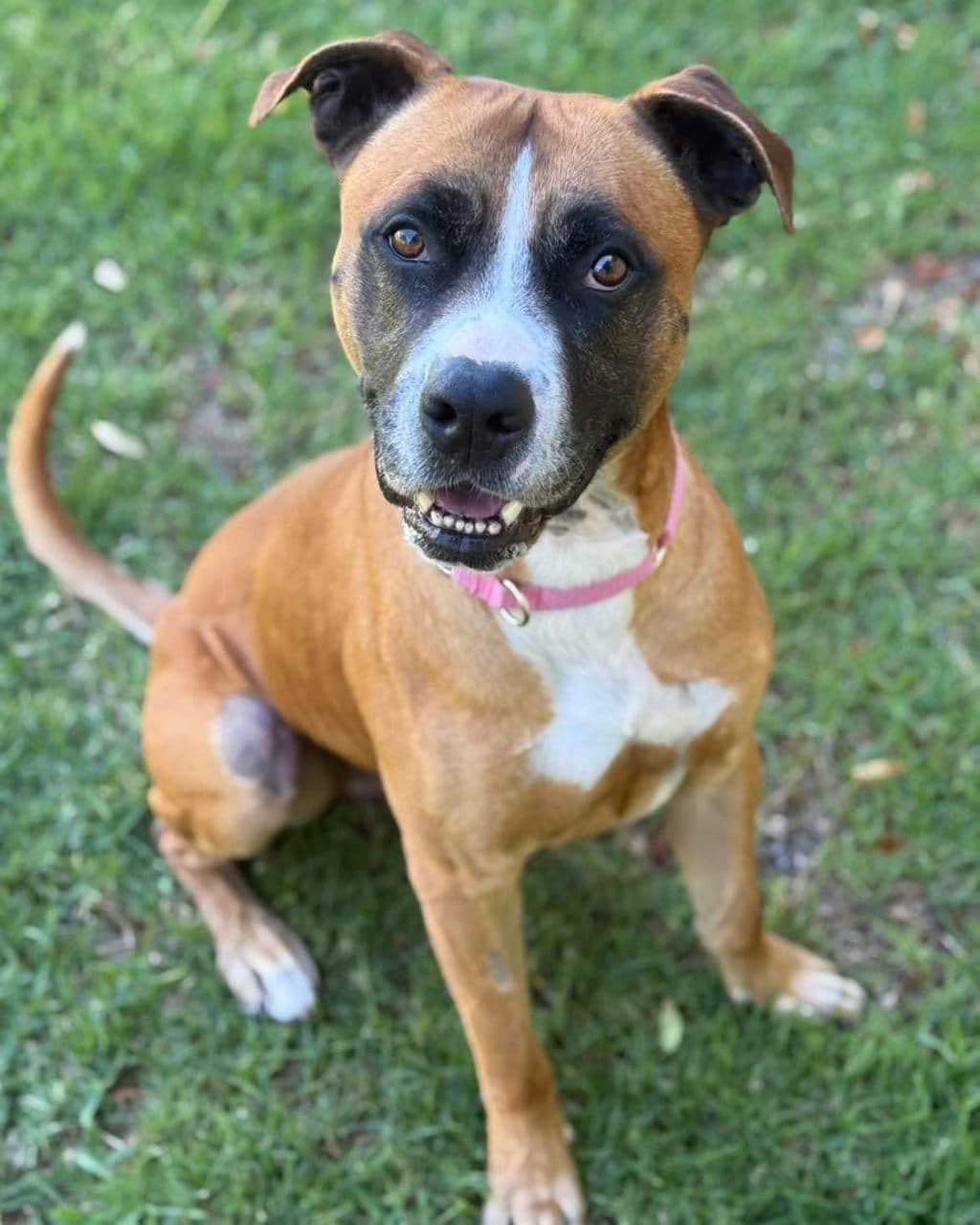 General Lee - Mastiff available for adoption at Dogs' Refuge Home in Perth