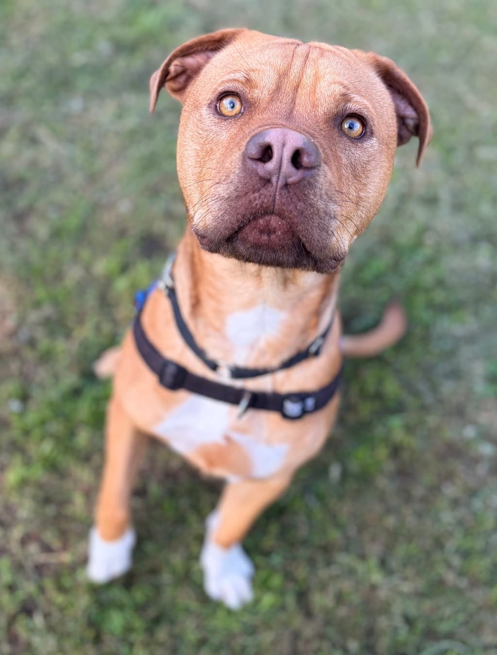 Kevin - American Staffordshire Bull Terrier available for adoption at Dogs' Refuge Home in Perth