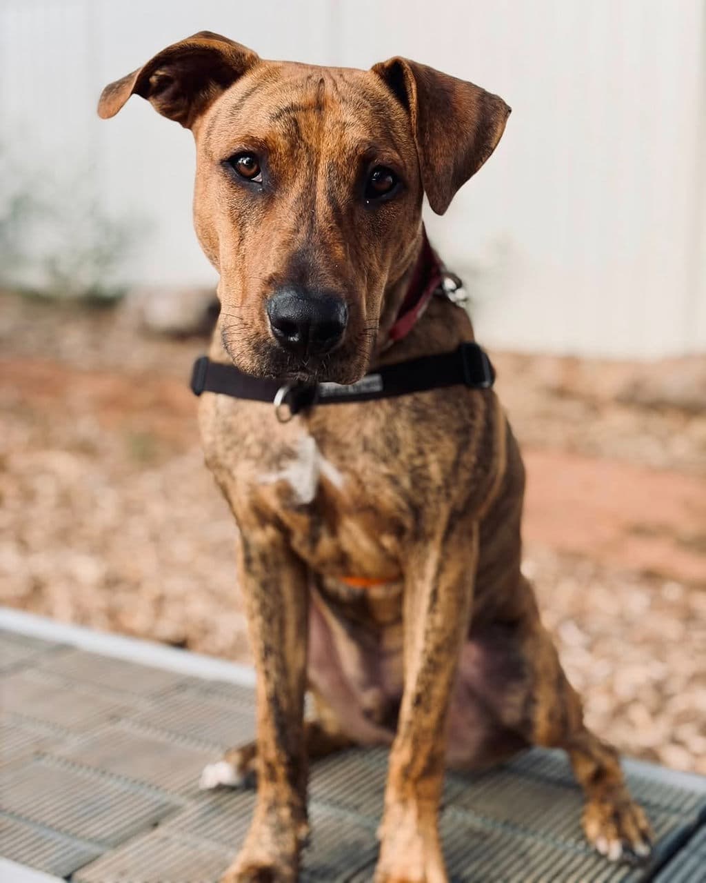 Wren - Staffy available for adoption at Dogs' Refuge Home in Perth