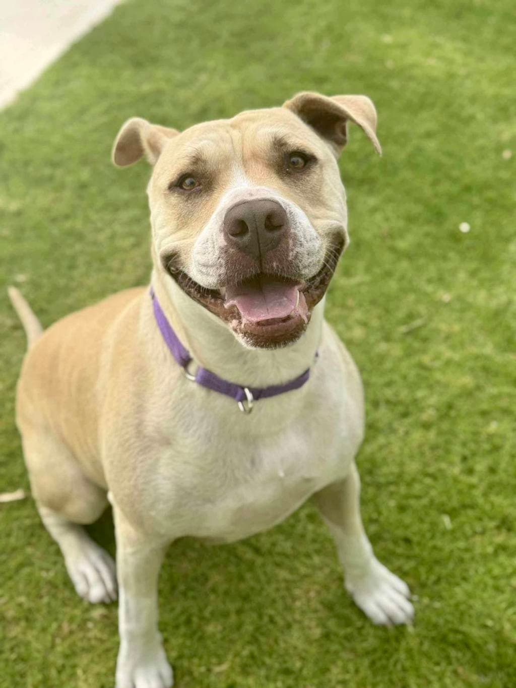 Soda - Bull Mastiff available for adoption at Dogs' Refuge Home in Perth