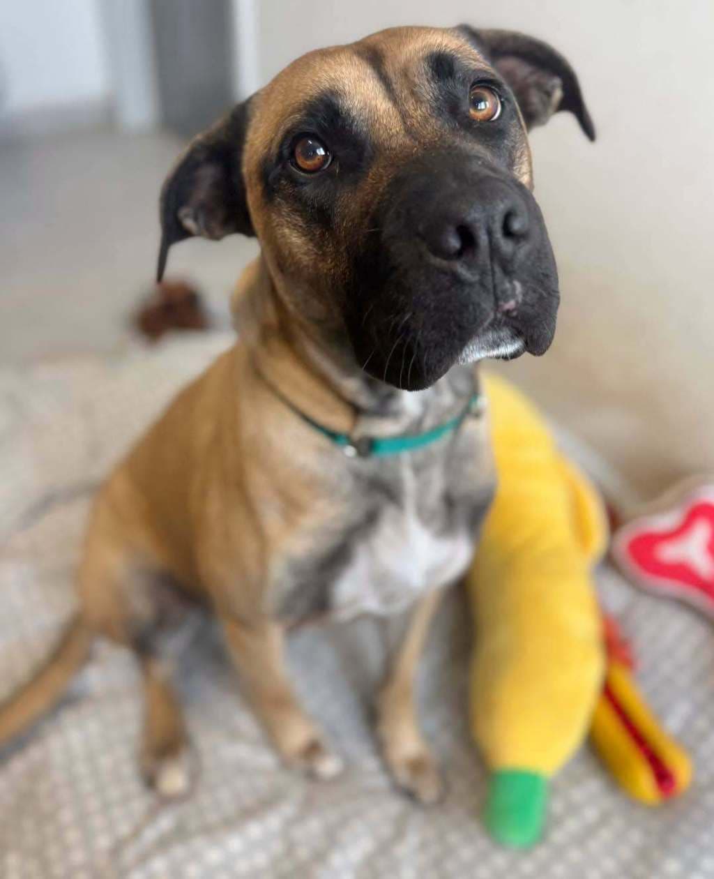 Garry B - American Staffordshire Bull Terrier available for adoption at Dogs' Refuge Home in Perth