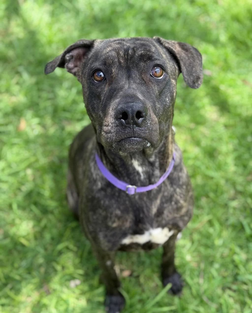 Darla - Large Mixed Breed available for adoption at Dogs' Refuge Home in Perth