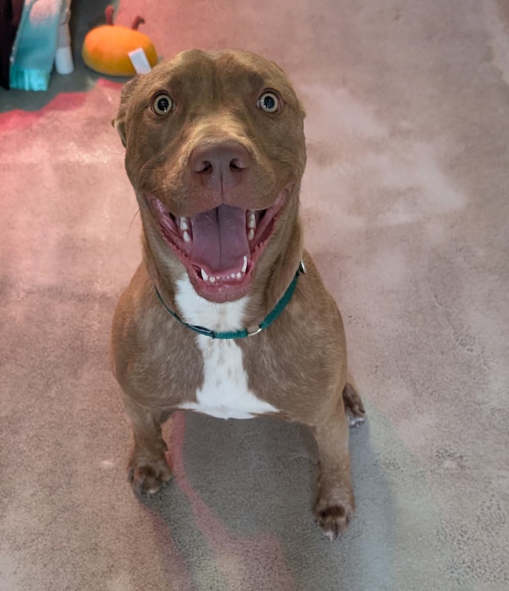 Blue - Rhodesian Ridgeback available for adoption at Dogs' Refuge Home in Perth