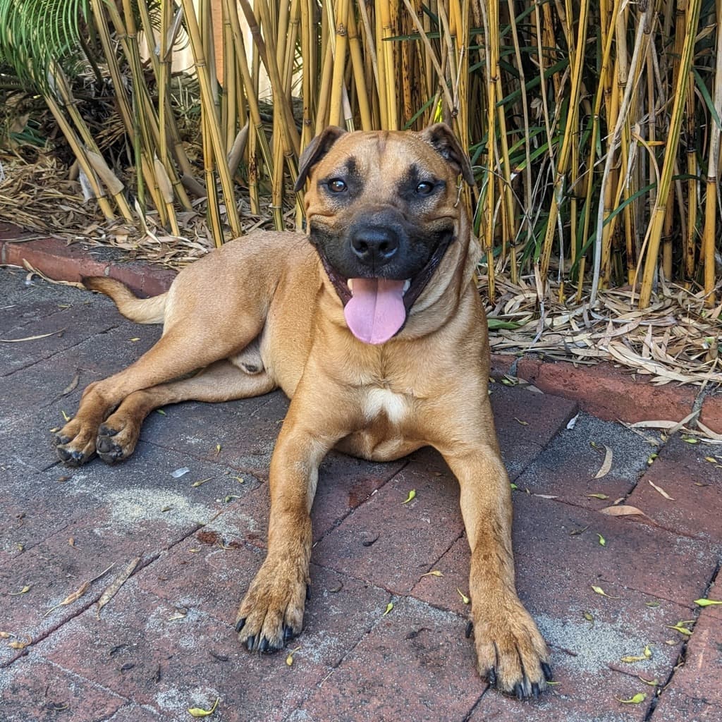 Jerry - Medium Mixed Breed available for adoption at Dogs' Refuge Home in Perth
