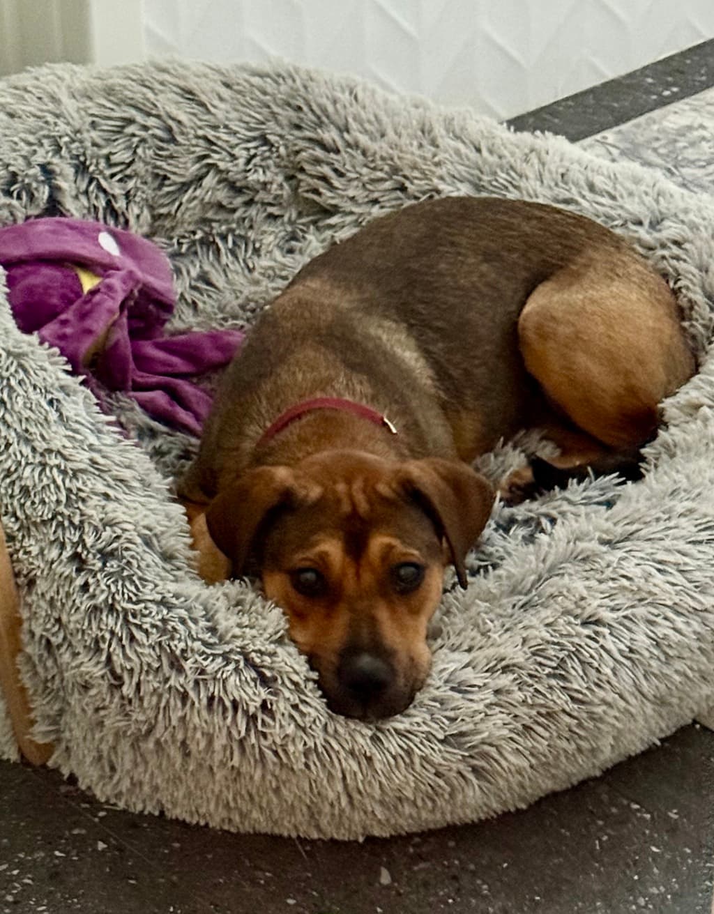 Jazzy - Medium Mixed Breed available for adoption at Dogs' Refuge Home in Perth