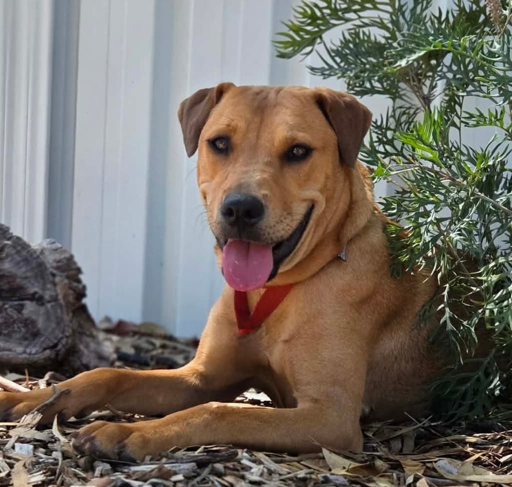 Rosie - Medium Mixed Breed available for adoption at Dogs' Refuge Home in Perth