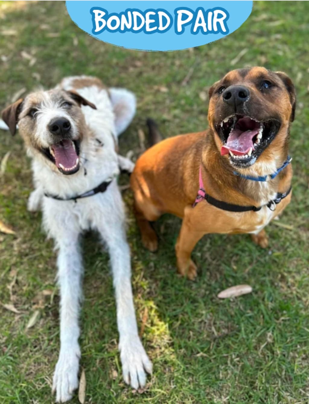Shadow - Medium Mixed Breed available for adoption at Dogs' Refuge Home in Perth