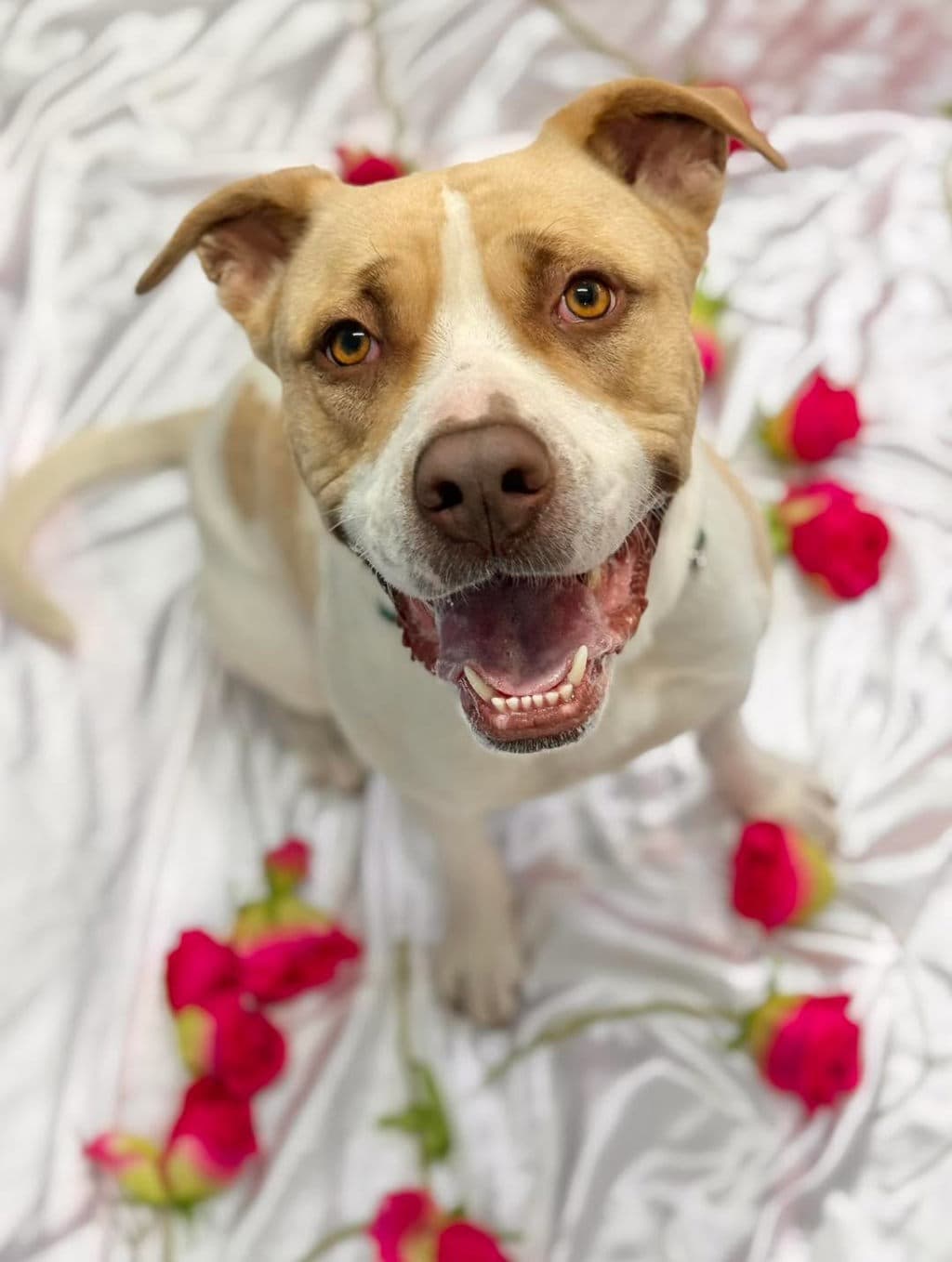 Glen - Large Mixed Breed available for adoption at Dogs' Refuge Home in Perth