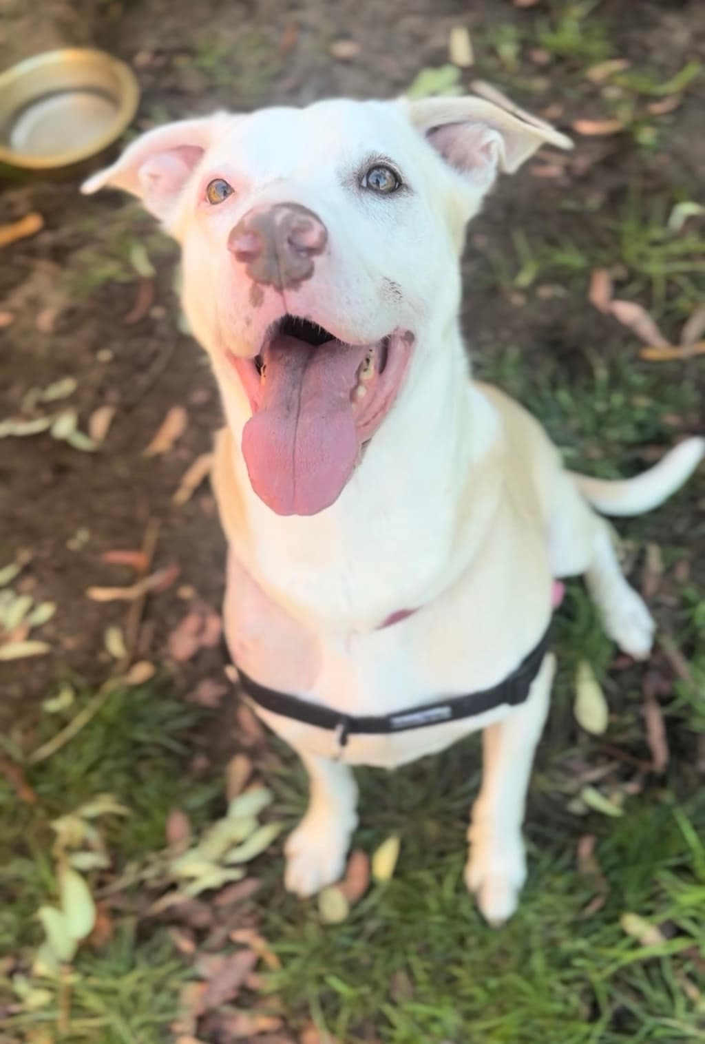 Jupiter - Medium Mixed Breed available for adoption at Dogs' Refuge Home in Perth