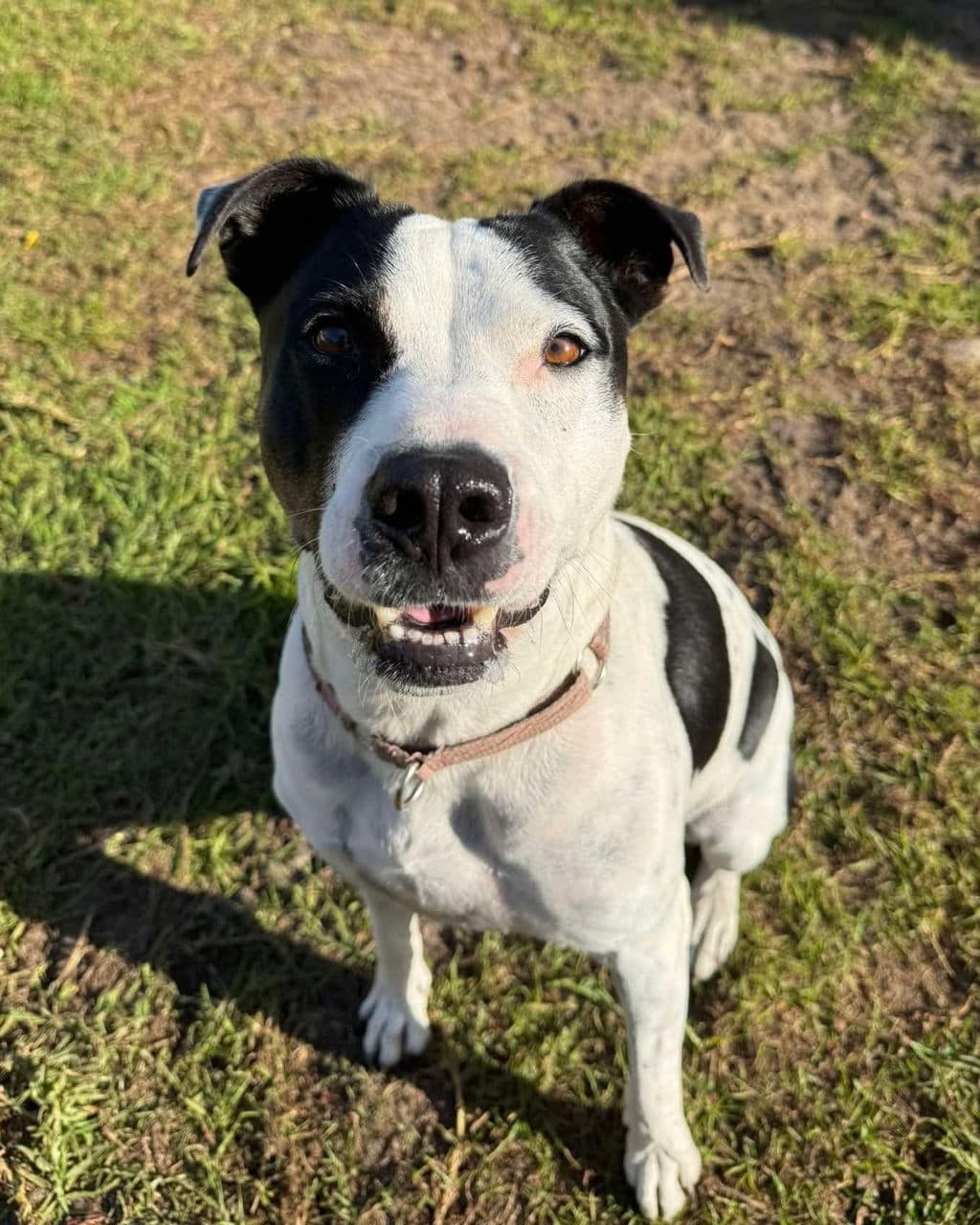 Bonnie T - Staffy available for adoption at Dogs' Refuge Home in Perth