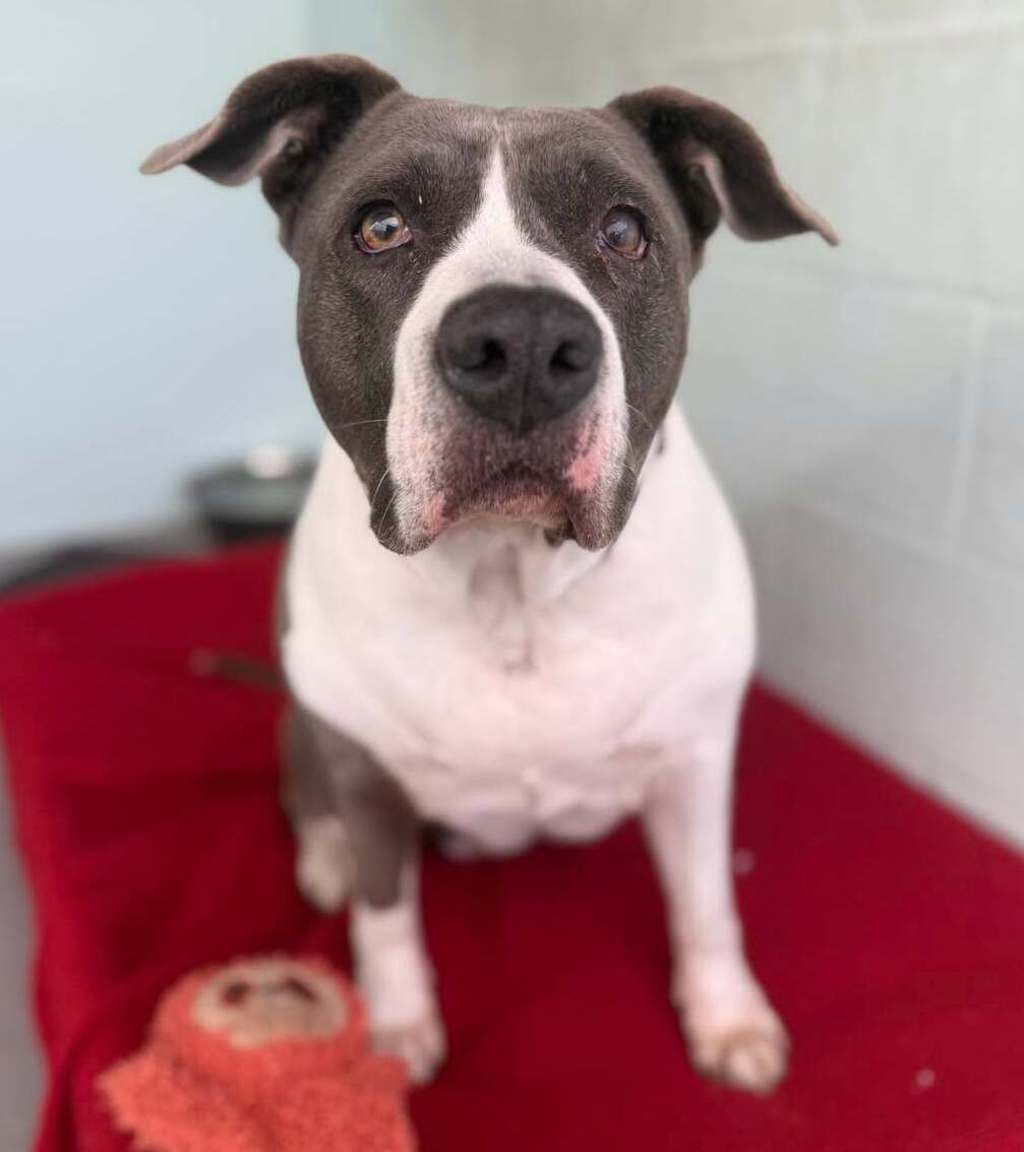 Zendaya - American Staffordshire Bull Terrier available for adoption at Dogs' Refuge Home in Perth