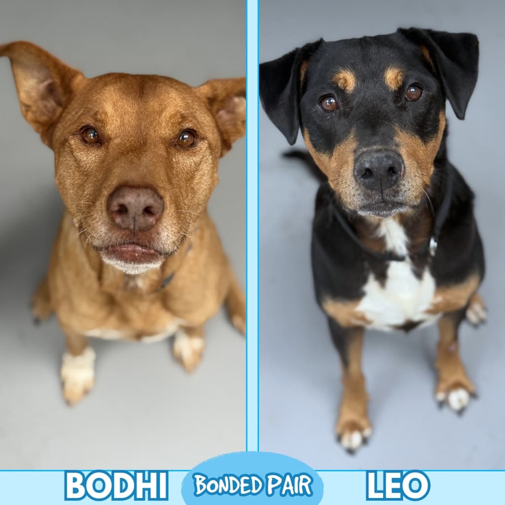 Leo - Kelpie available for adoption at Dogs' Refuge Home in Perth