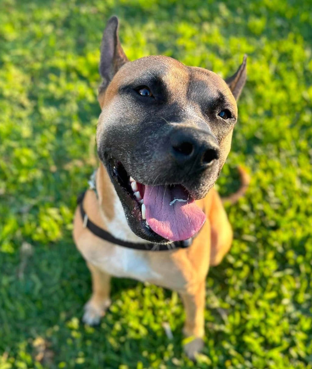 Kingsley - Bull Mastiff available for adoption at Dogs' Refuge Home in Perth