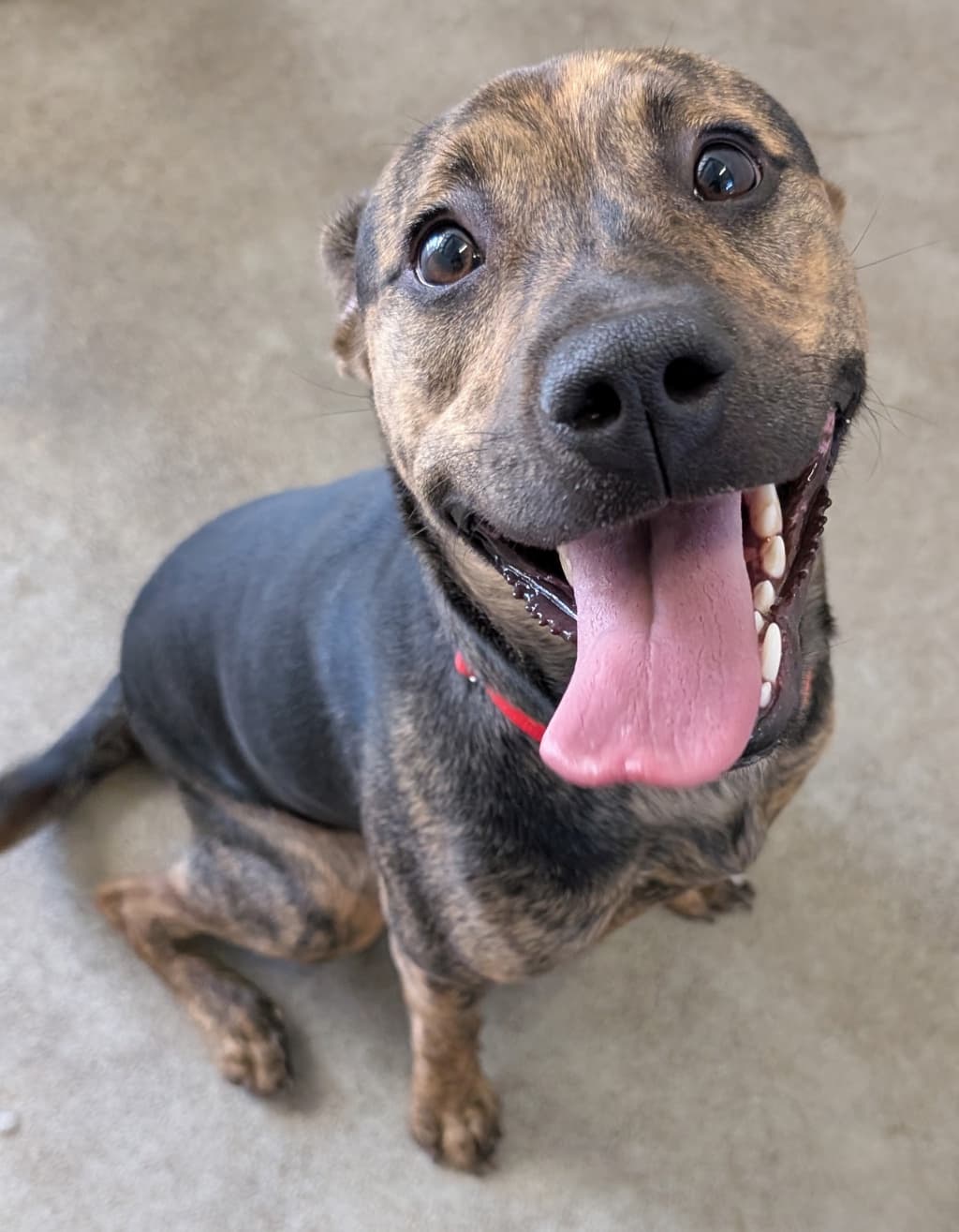 Sasha - Kelpie available for adoption at Dogs' Refuge Home in Perth