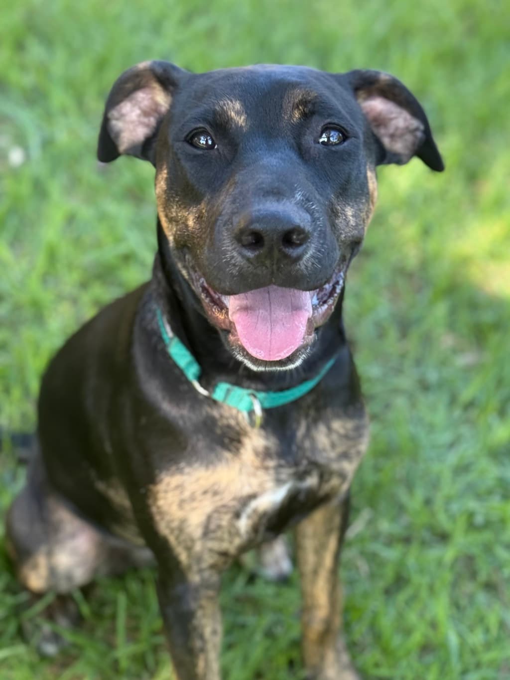 Mary-Jane - Staffy available for adoption at Dogs' Refuge Home in Perth