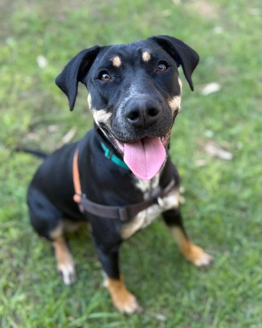Juno - Staffy available for adoption at Dogs' Refuge Home in Perth