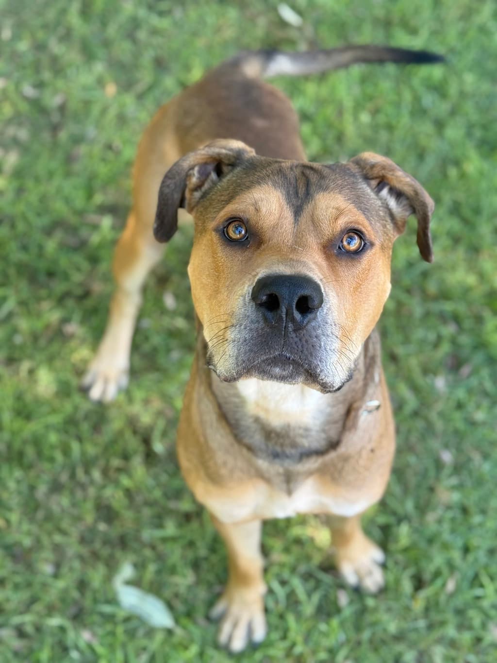Brighton - Rhodesian Ridgeback available for adoption at Dogs' Refuge Home in Perth