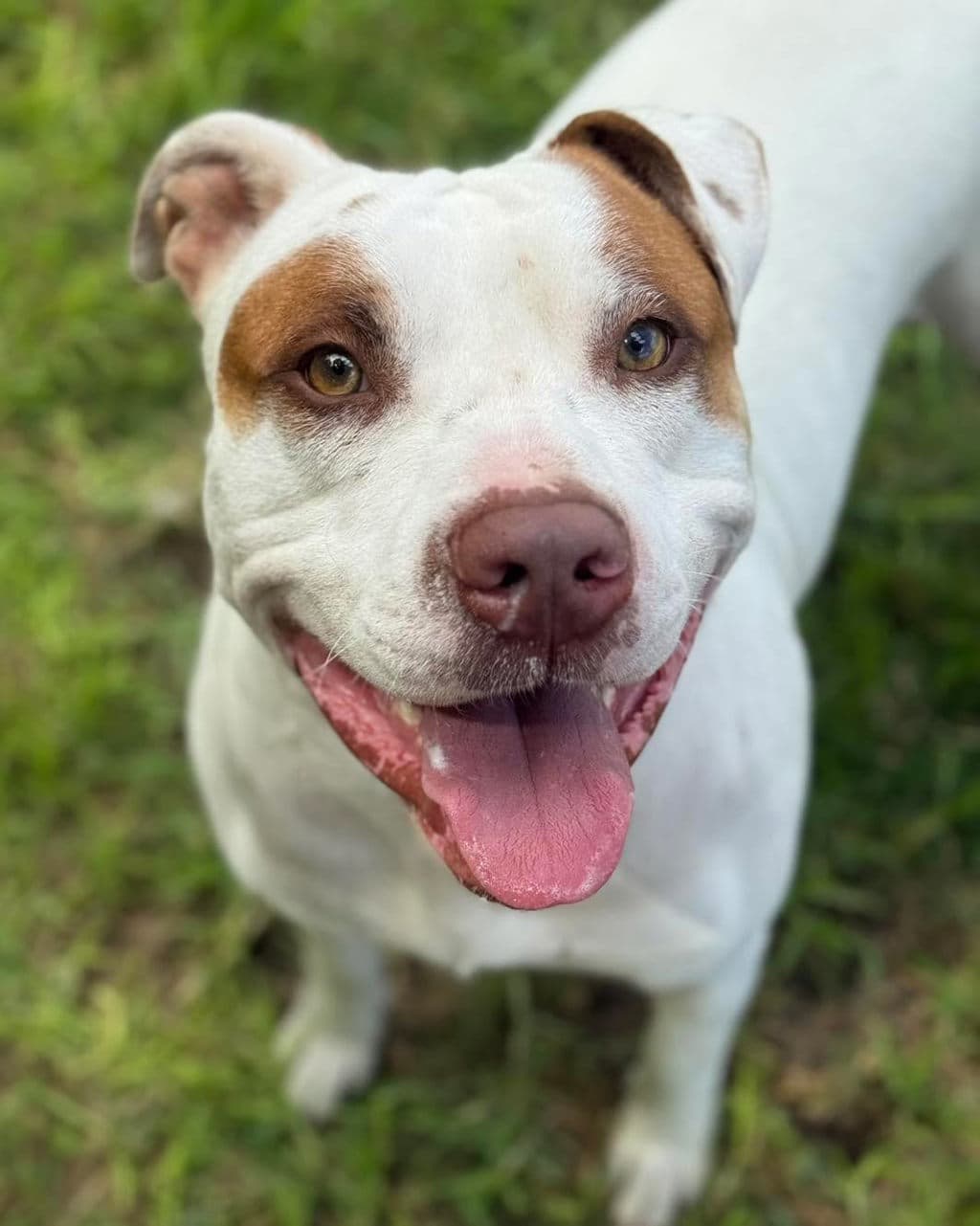 Sumo - Staffordshire Bull Terrier available for adoption at Dogs' Refuge Home in Perth