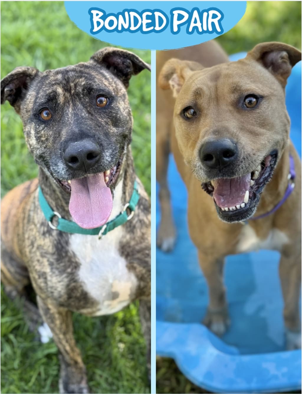 Parker - American Staffordshire Bull Terrier available for adoption at Dogs' Refuge Home in Perth