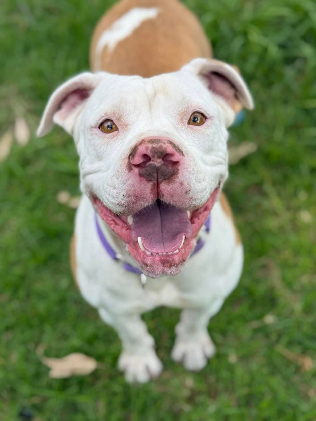 Cardi - Mastiff available for adoption at Dogs' Refuge Home in Perth