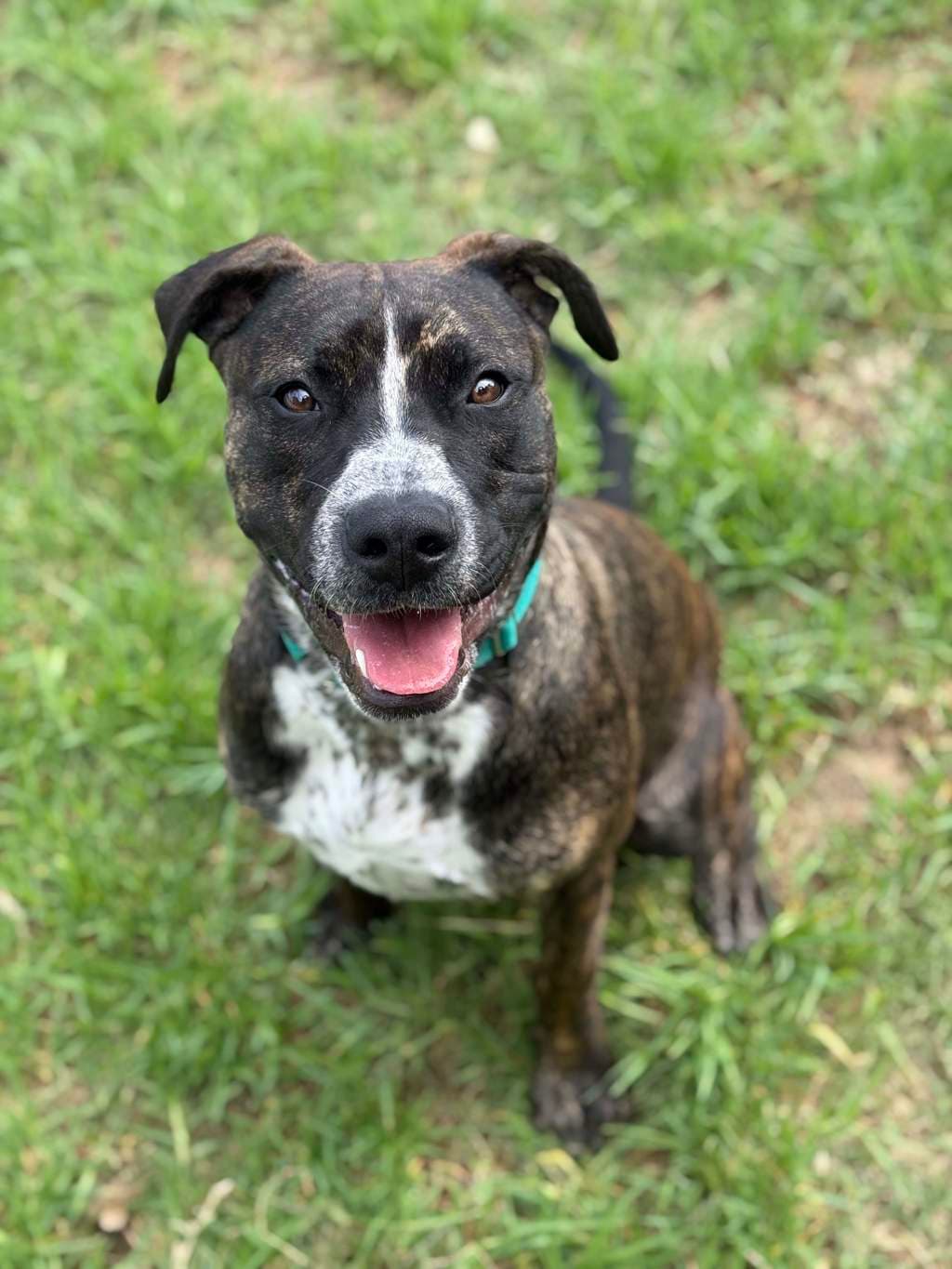 Bradley - Large Mixed Breed available for adoption at Dogs' Refuge Home in Perth