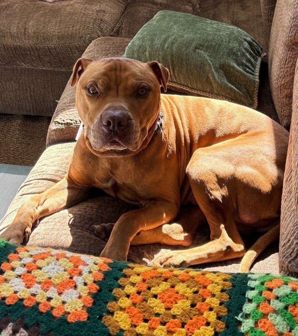 Tiger P - American Staffordshire Bull Terrier available for adoption at Dogs' Refuge Home in Perth