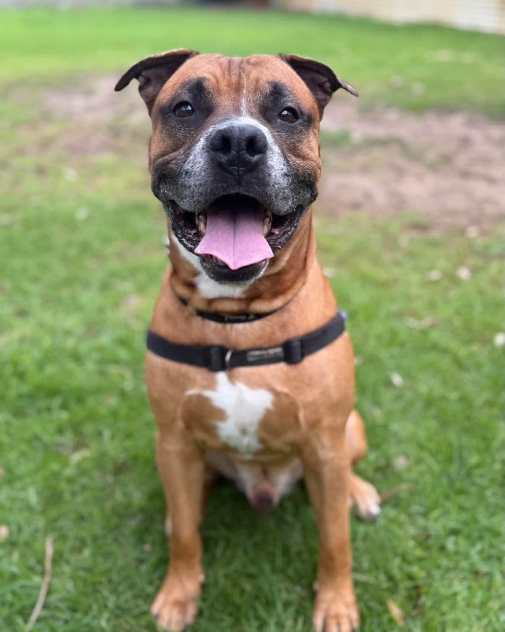 Buster - Bull Mastiff available for adoption at Dogs' Refuge Home in Perth